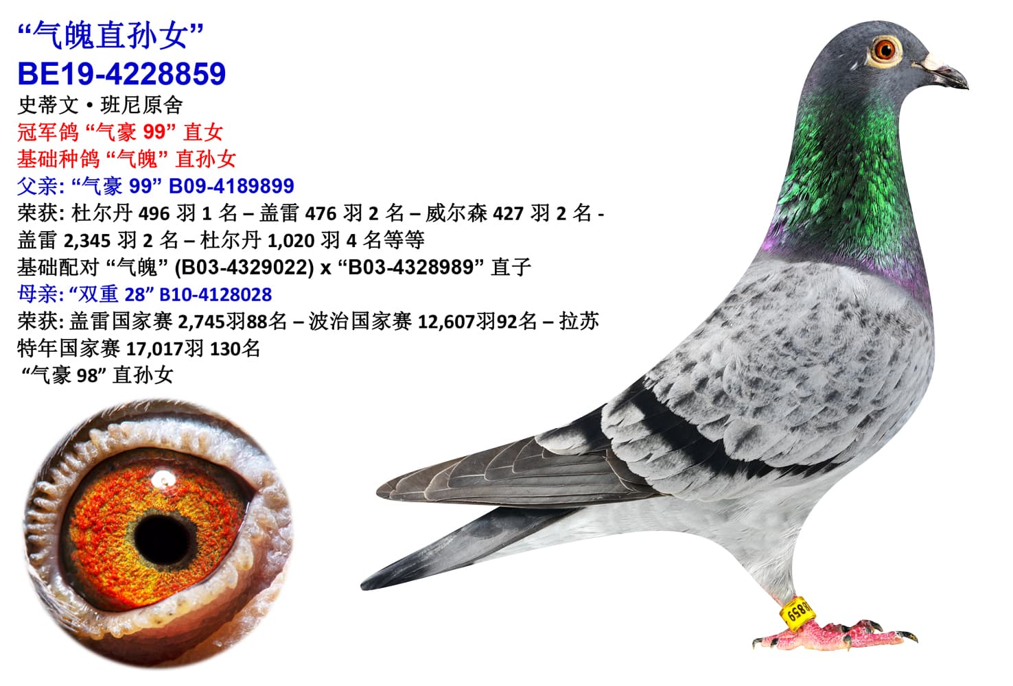 pigeon: undefined