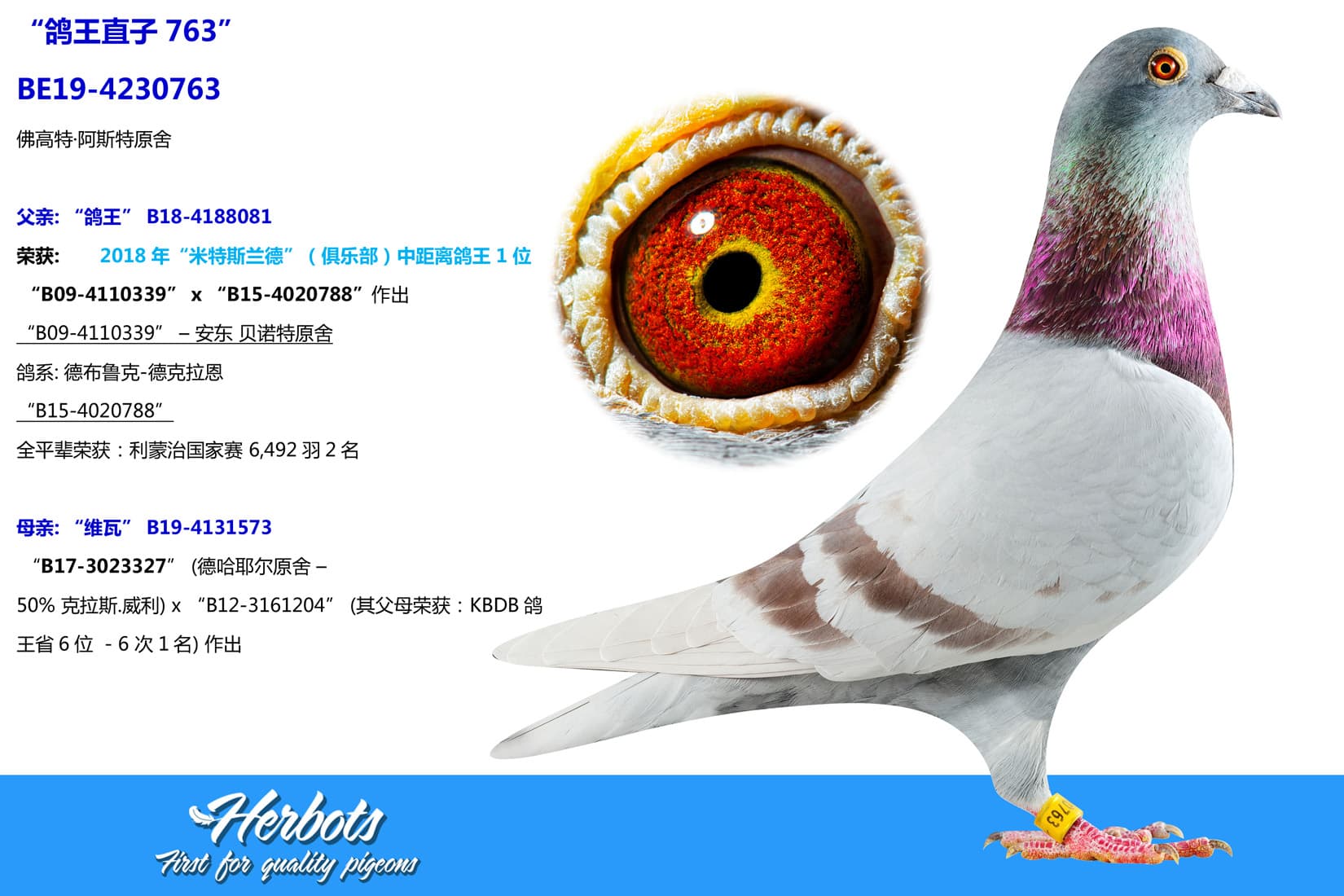 pigeon: undefined