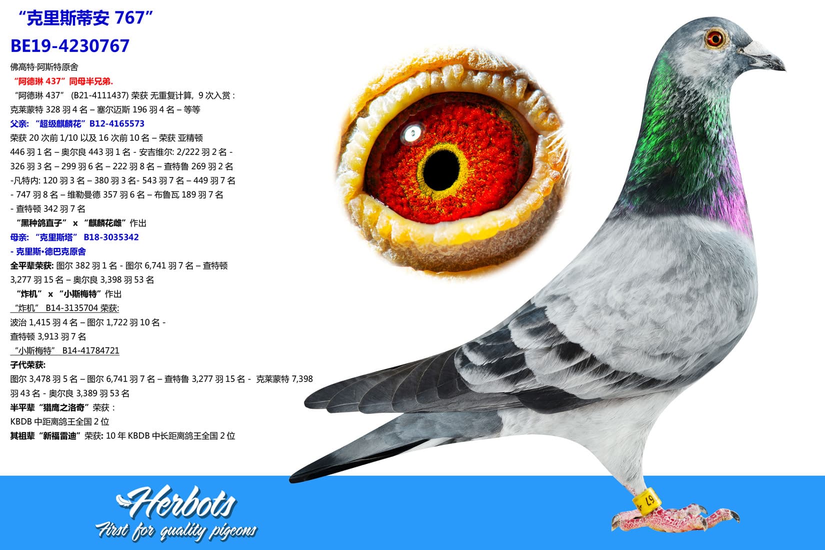 pigeon: undefined