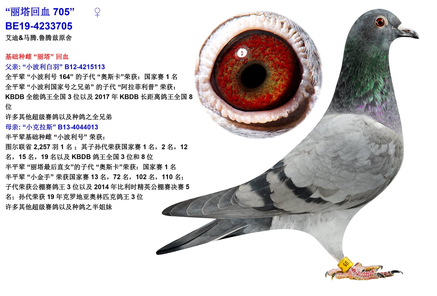 pigeon: undefined