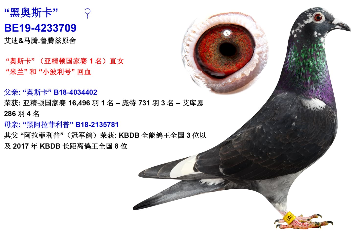 pigeon: undefined