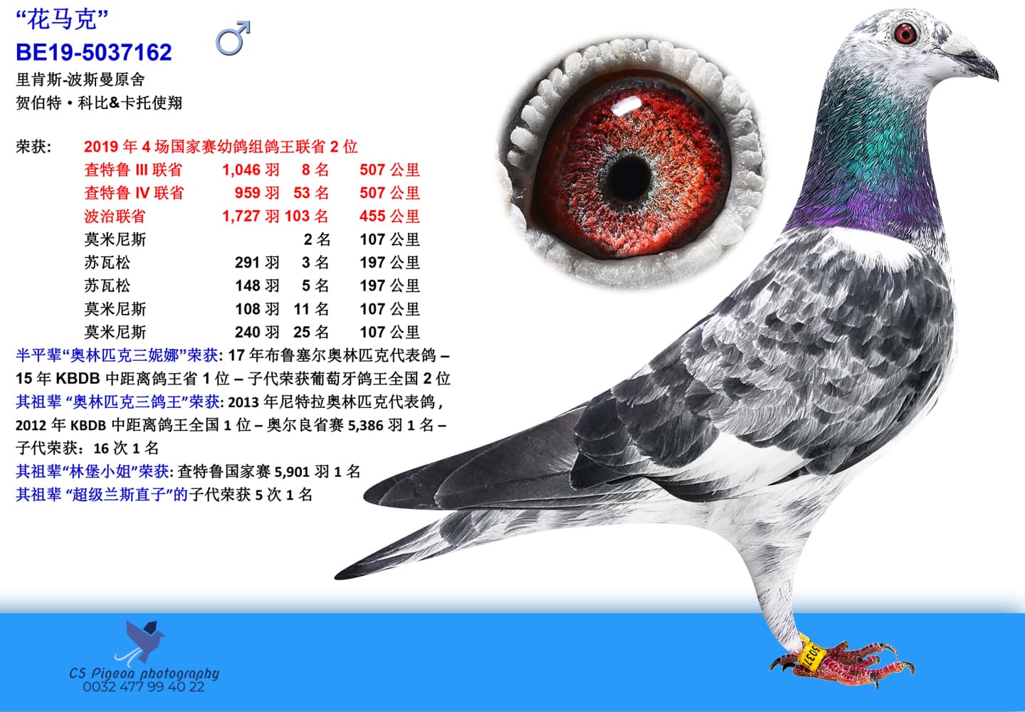 pigeon: “花马克”