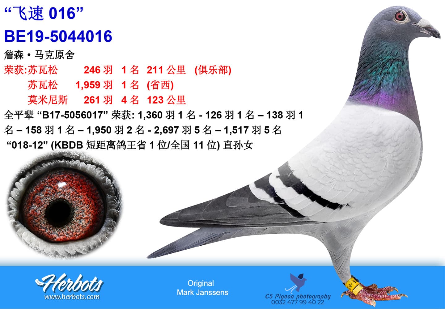 pigeon: undefined
