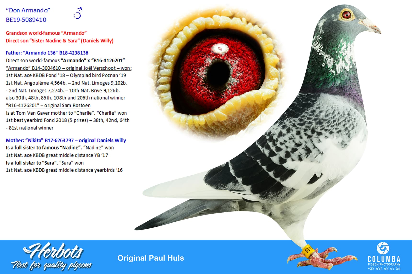 pigeon: “Don Armando”