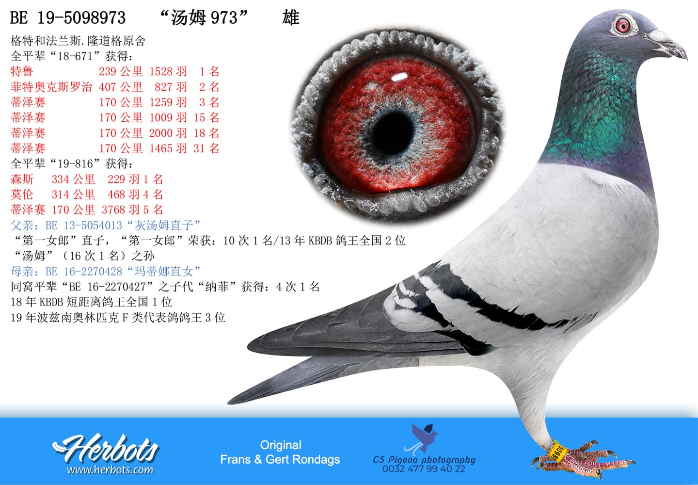 pigeon: undefined