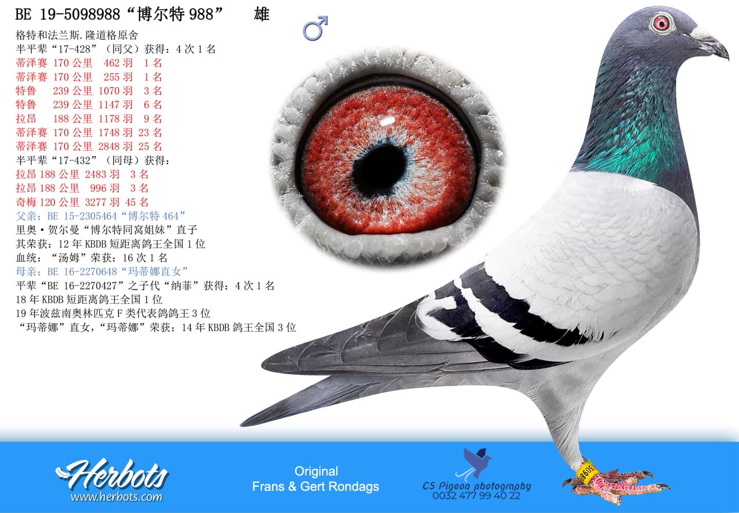 pigeon: undefined