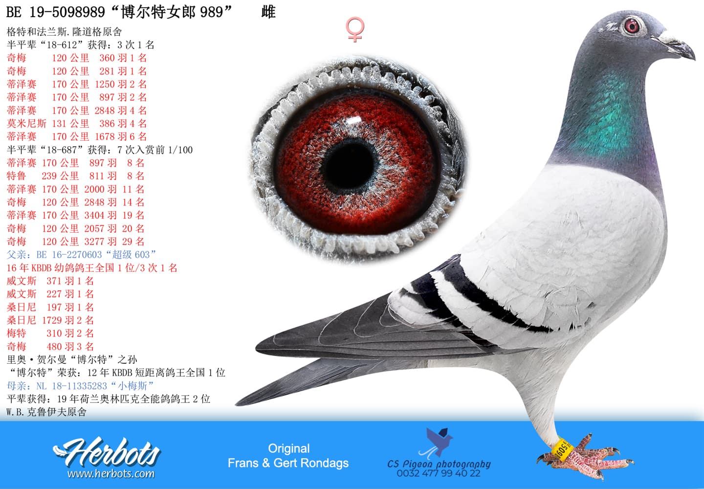 pigeon: undefined