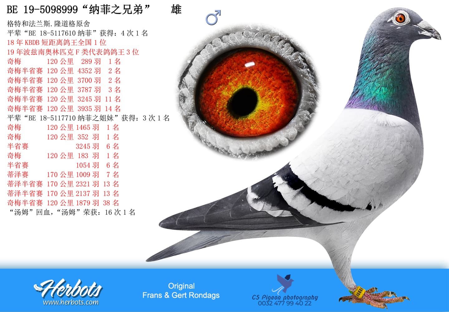 pigeon: undefined