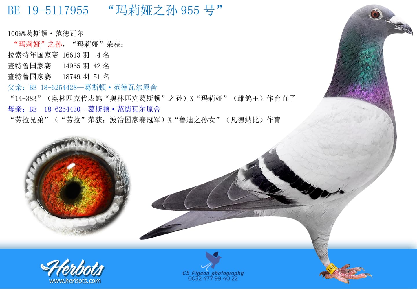 pigeon: undefined