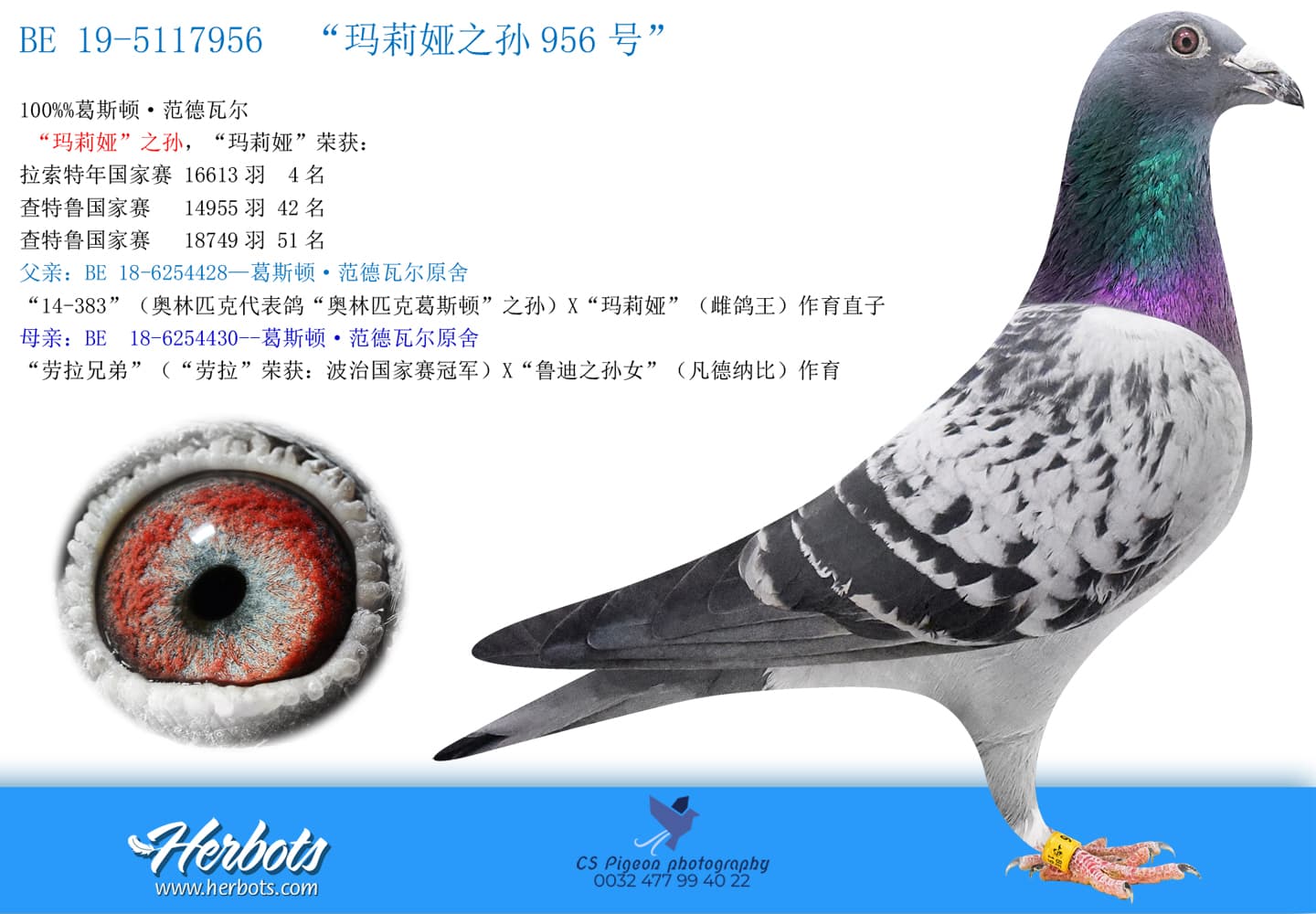 pigeon: undefined