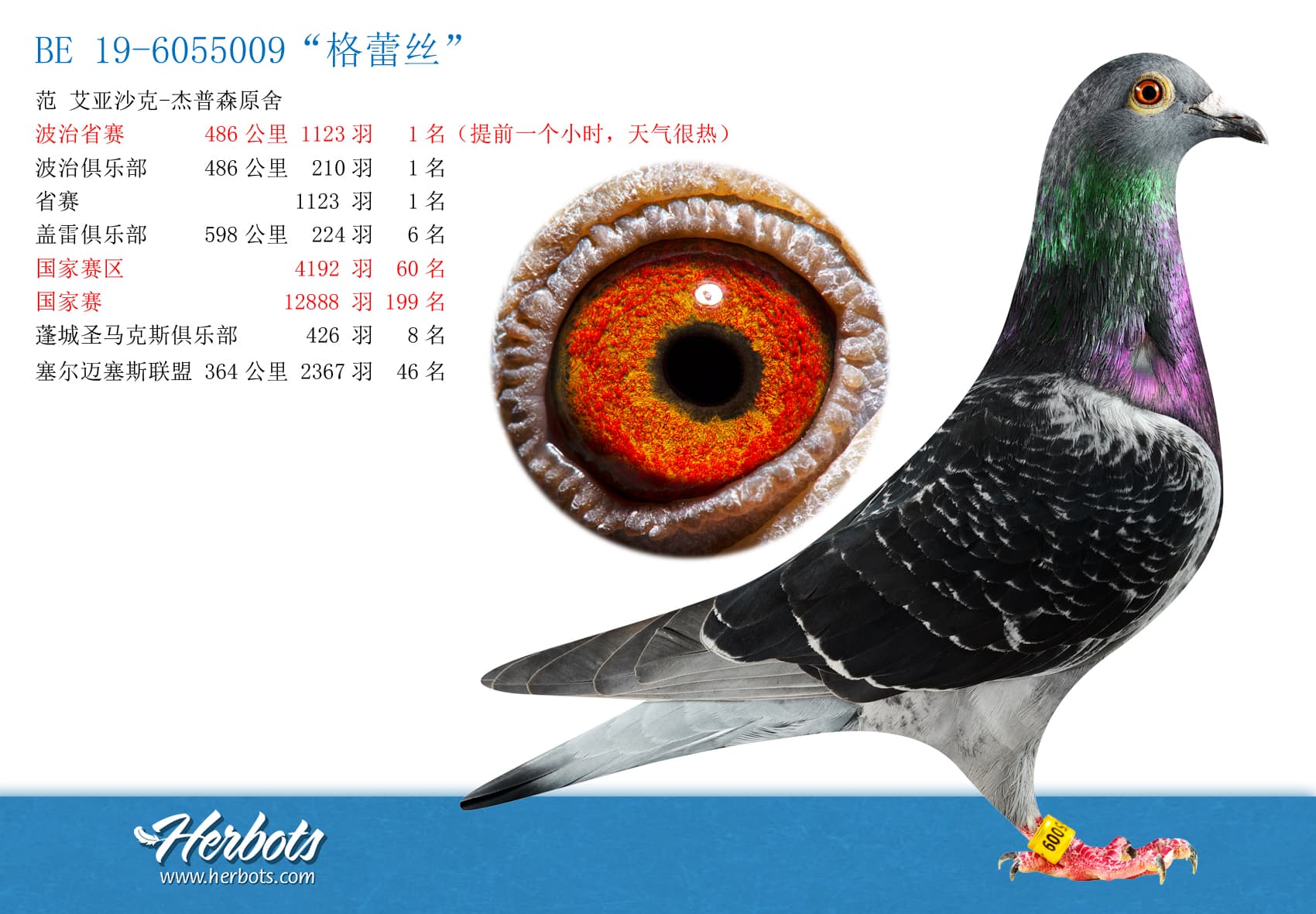 pigeon: “格蕾丝”