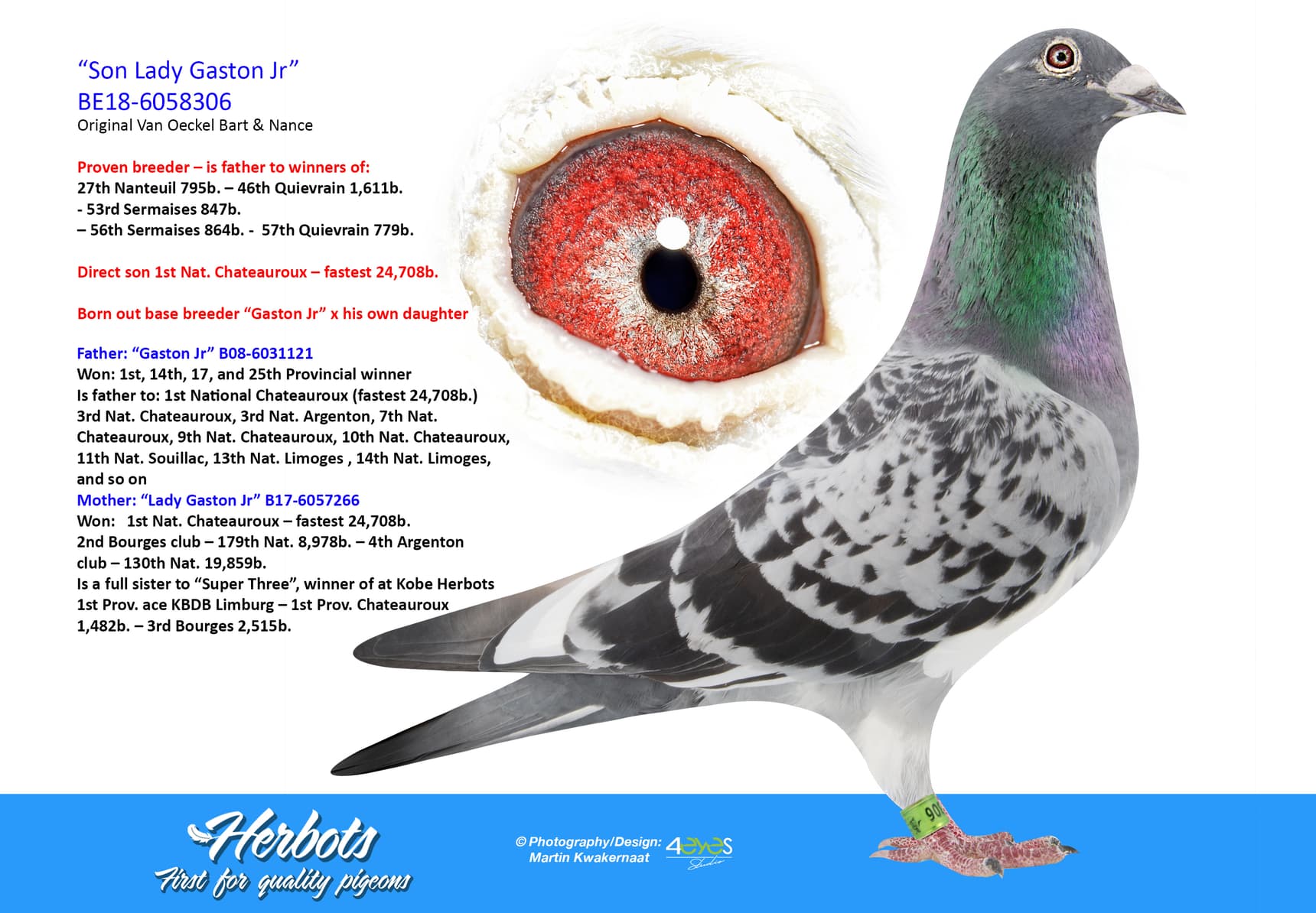 pigeon: undefined
