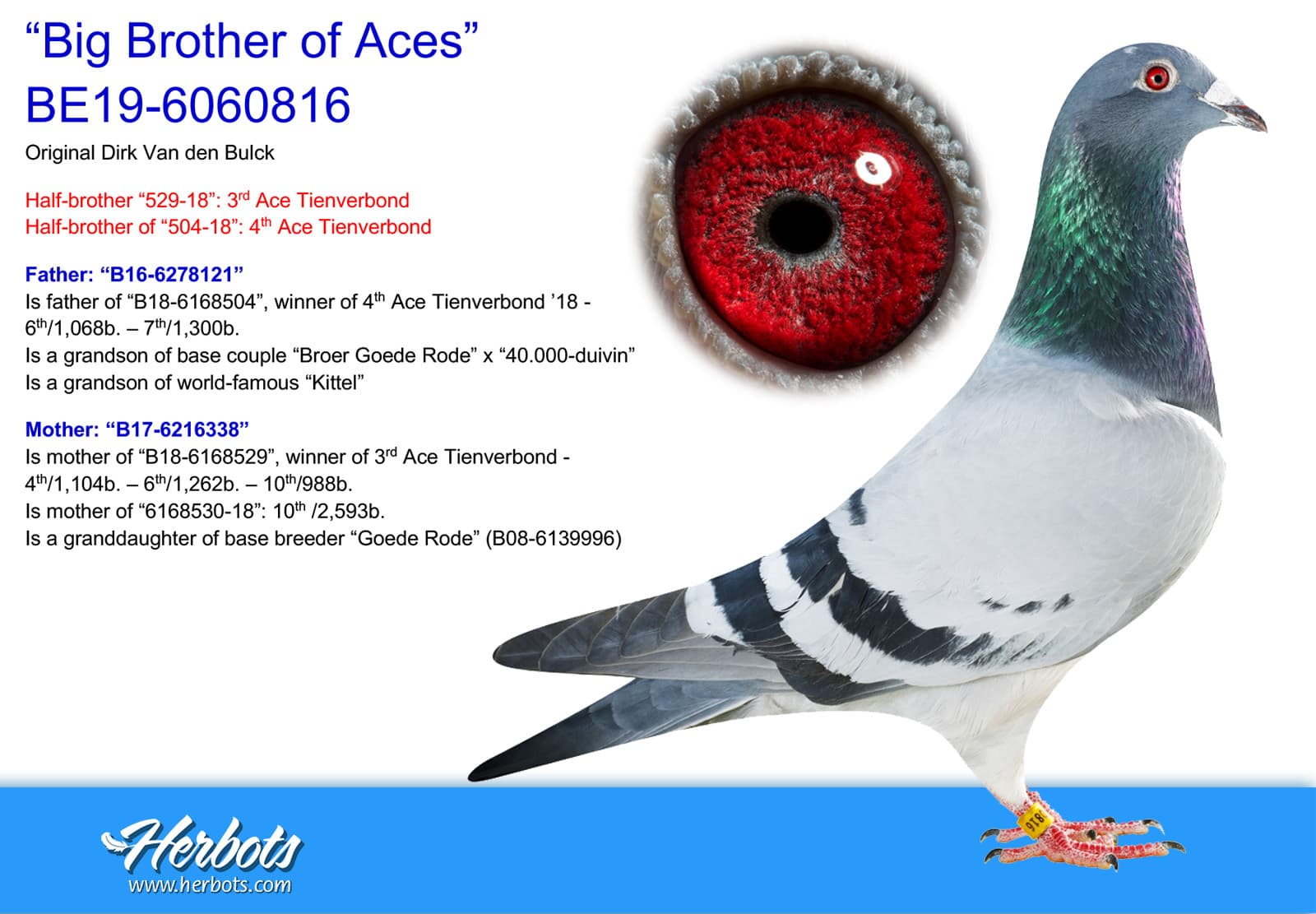 pigeon: undefined