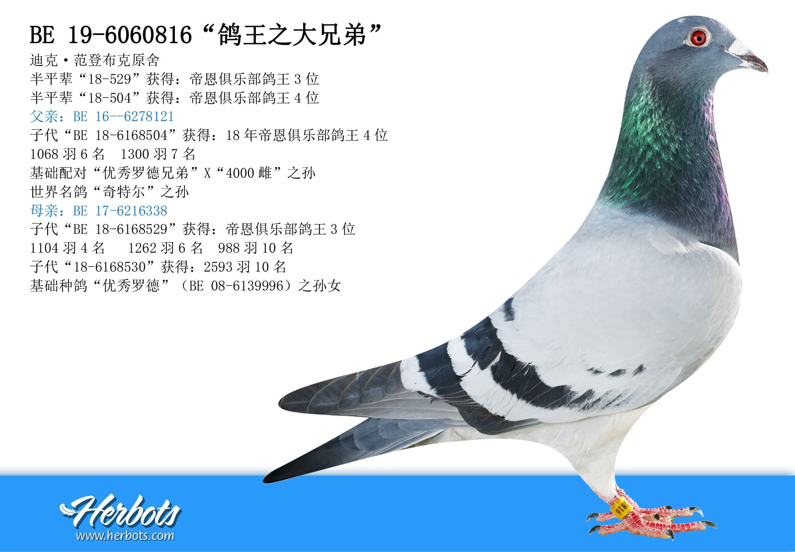pigeon: “鸽王之大兄弟”