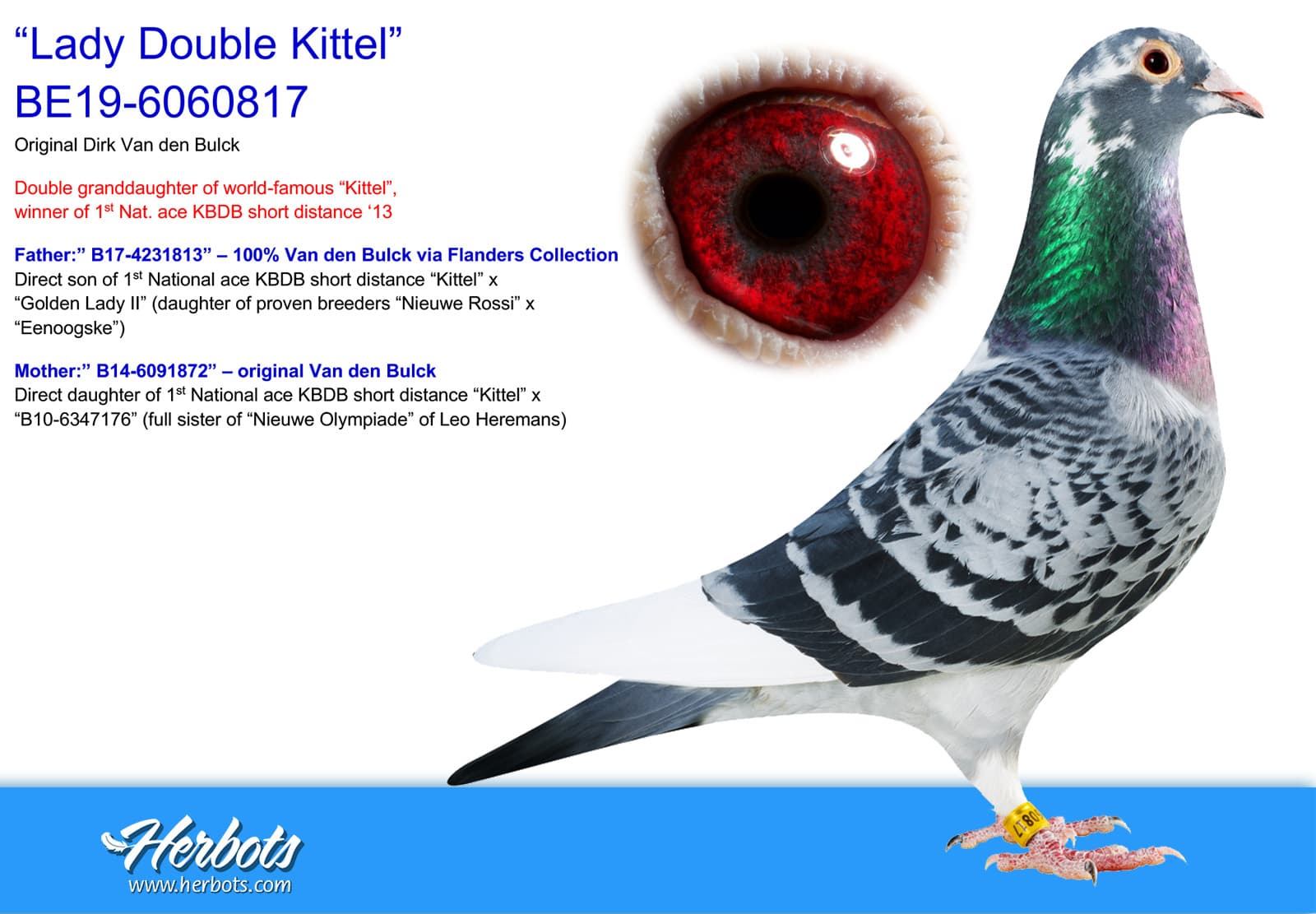 pigeon: undefined