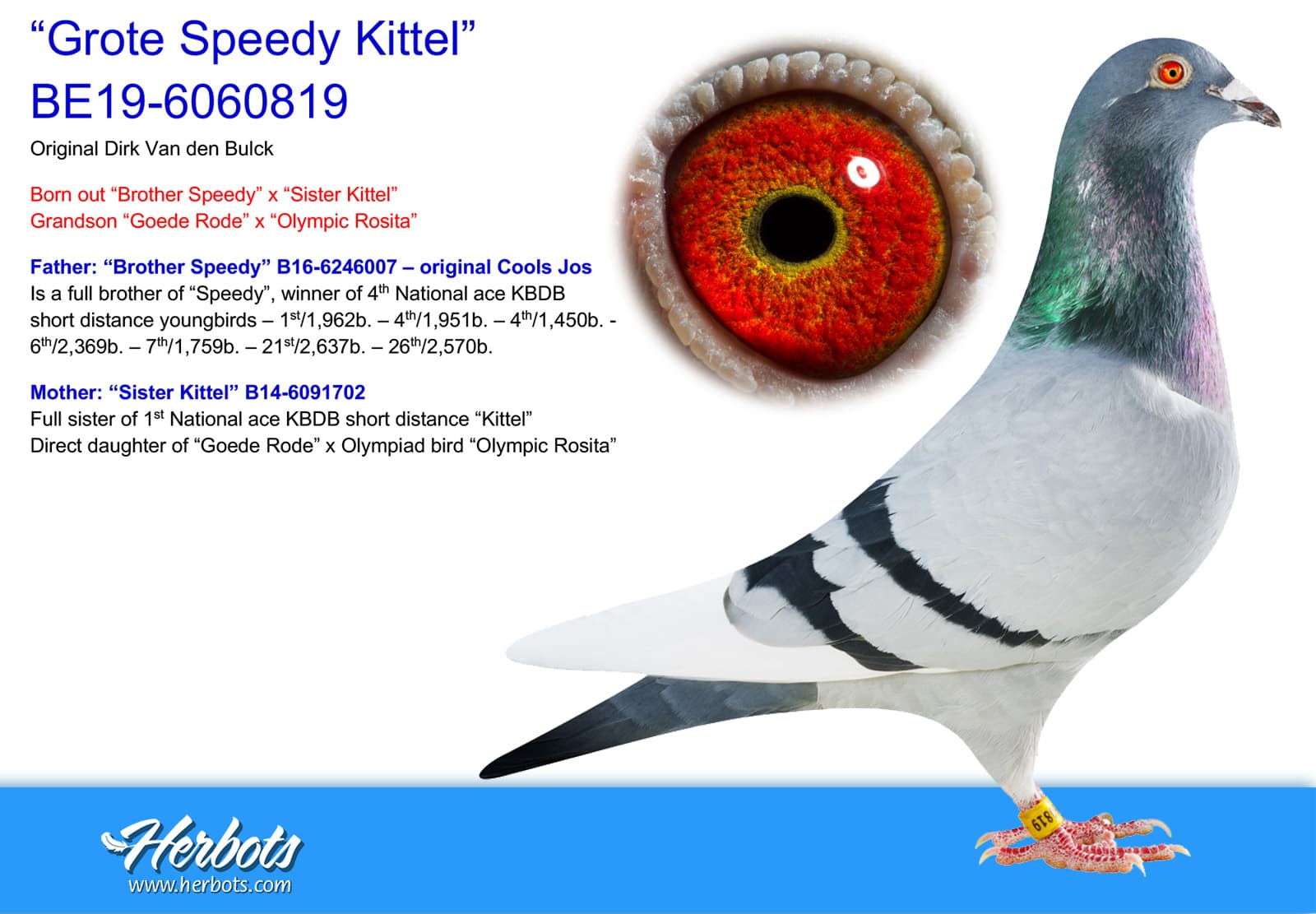 pigeon: undefined