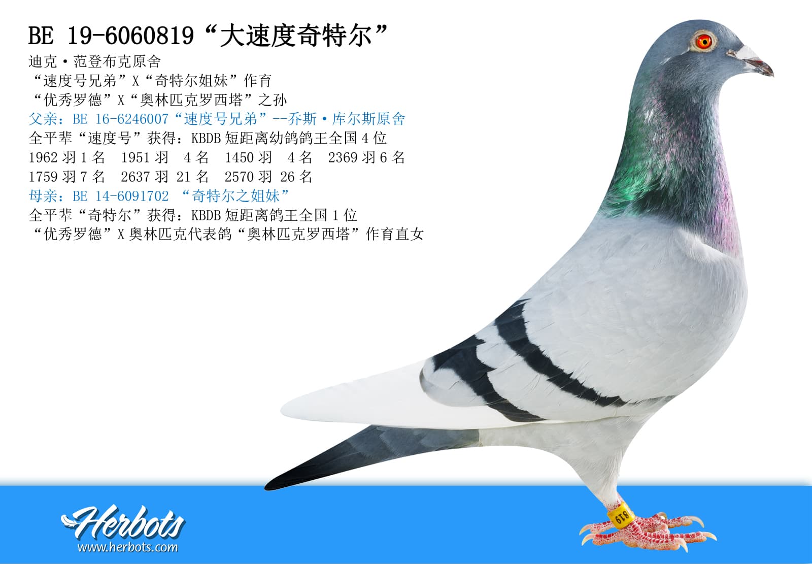 pigeon: “大速度奇特尔”