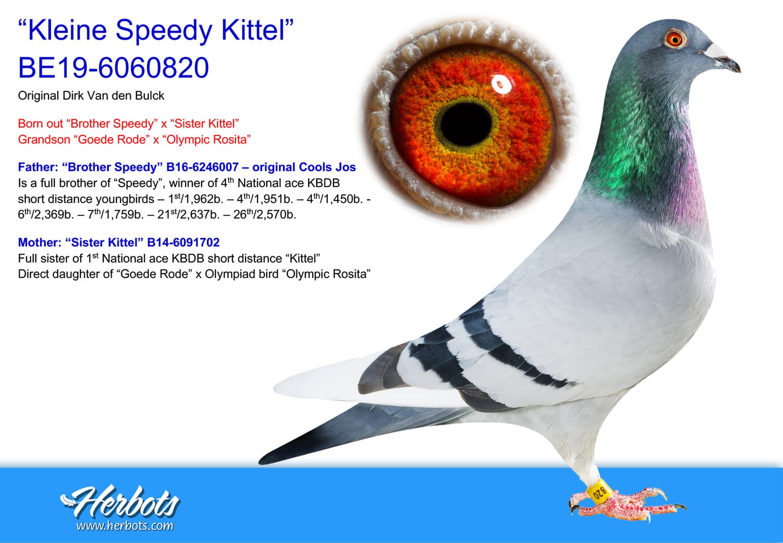 pigeon: undefined