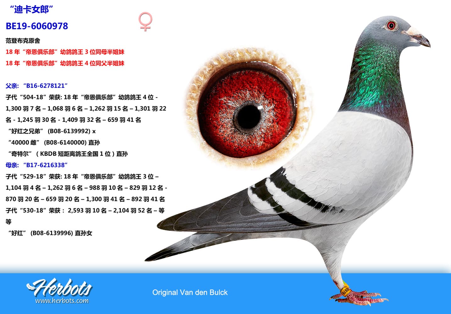 pigeon: undefined