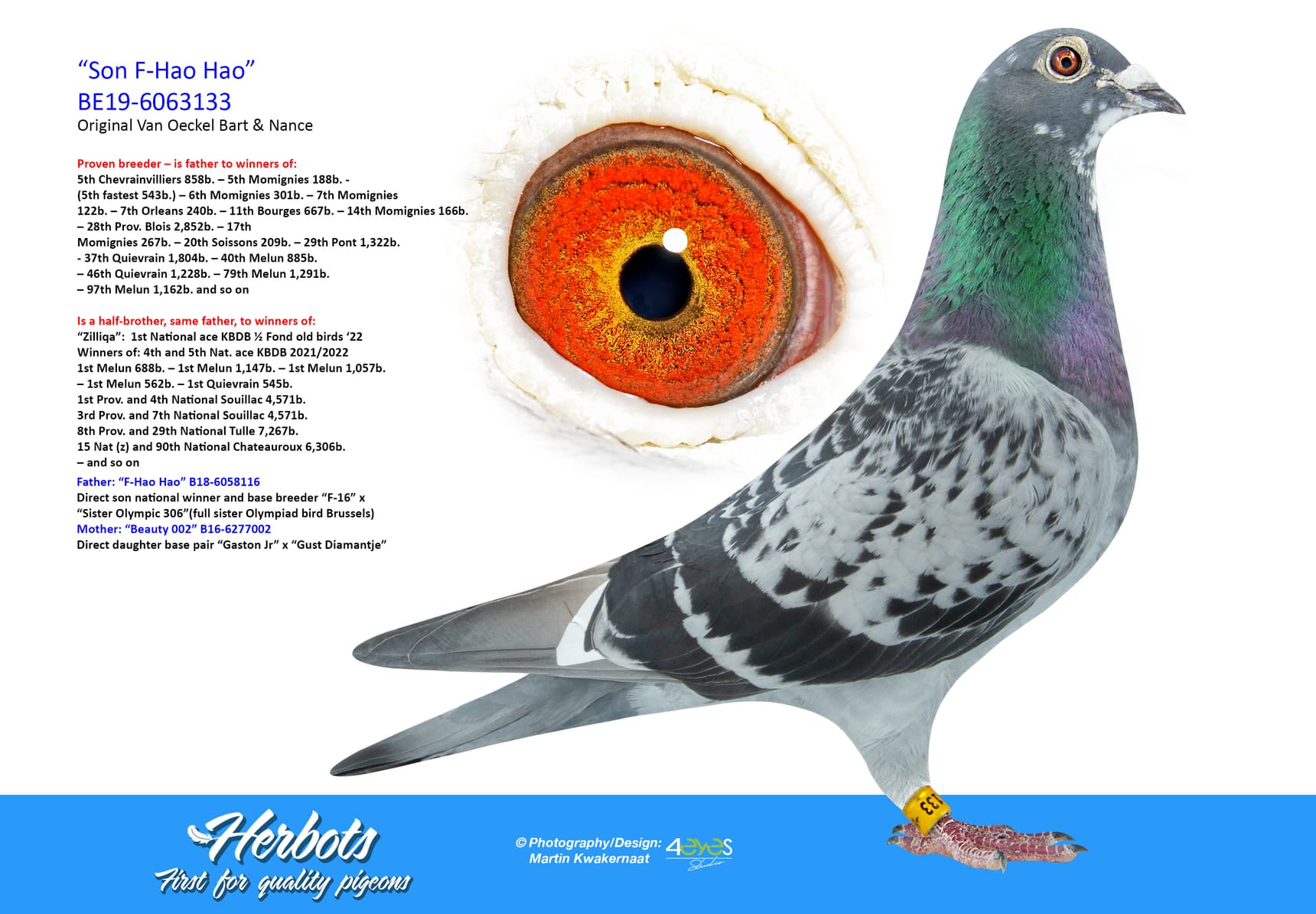 pigeon: undefined