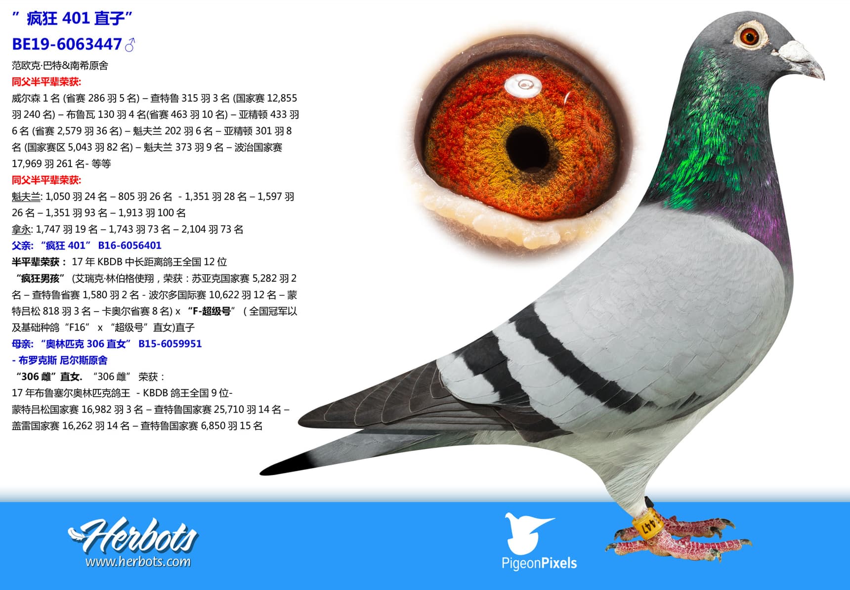 pigeon: ”疯狂 401直子”