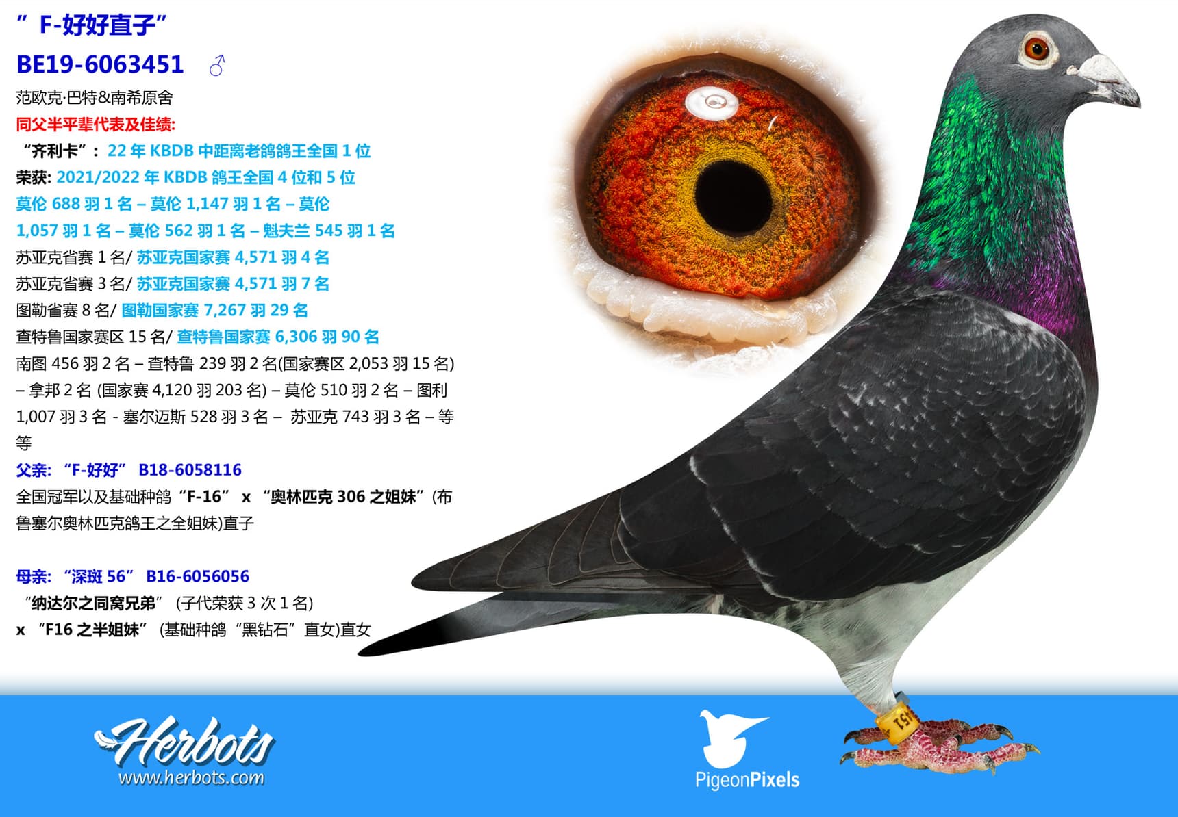 pigeon: undefined