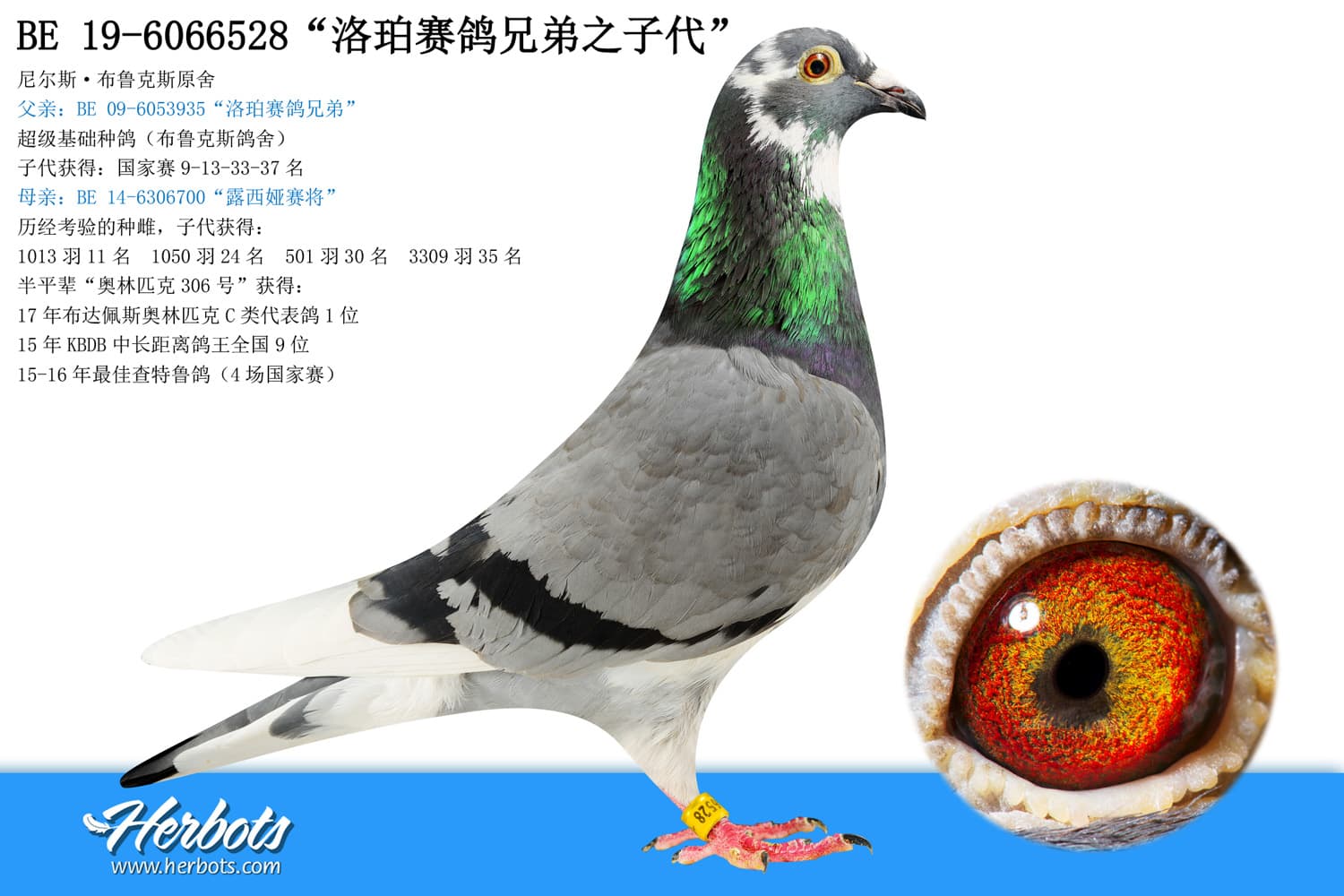 pigeon: undefined