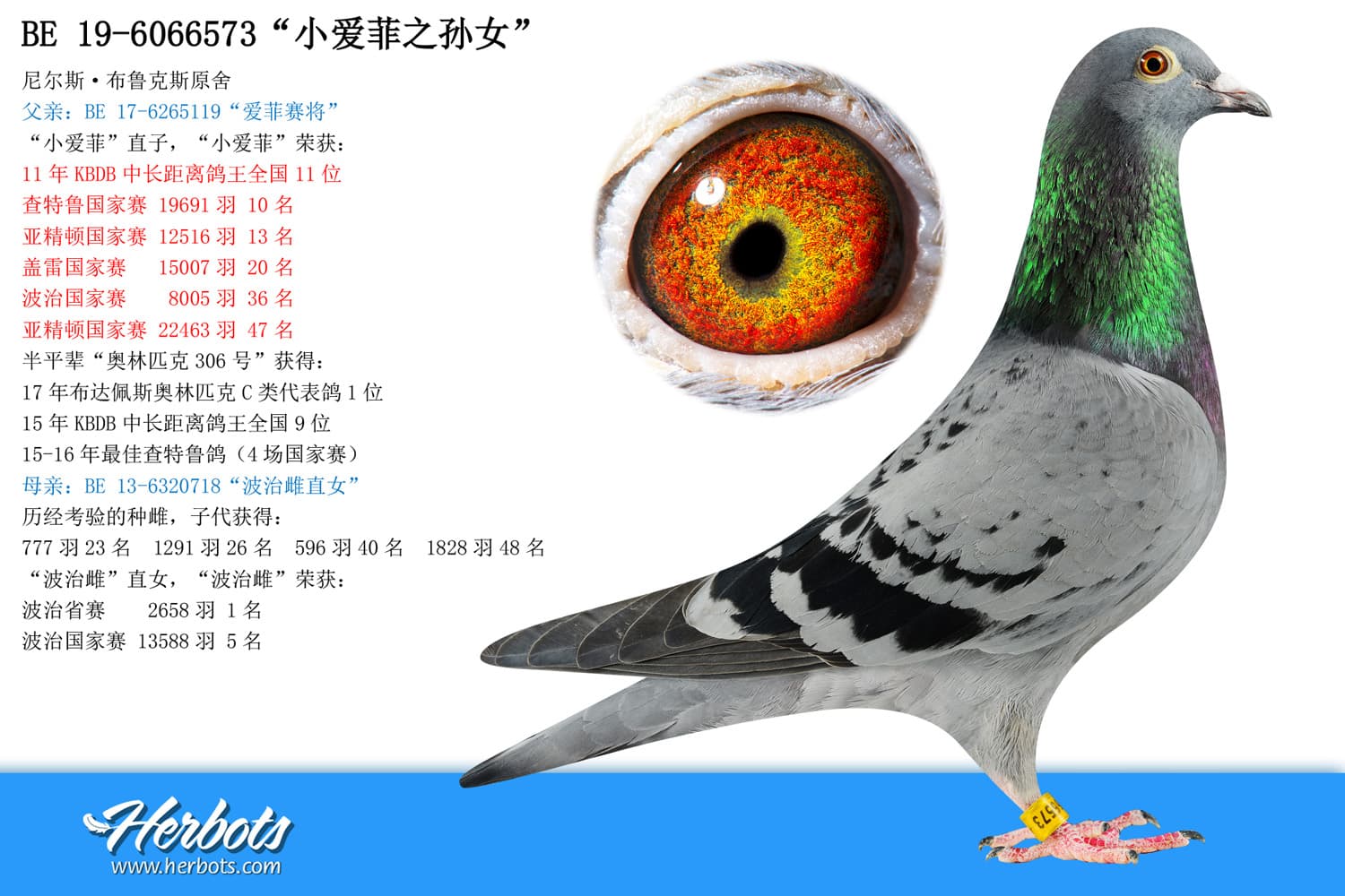 pigeon: “小爱菲之孙女”
