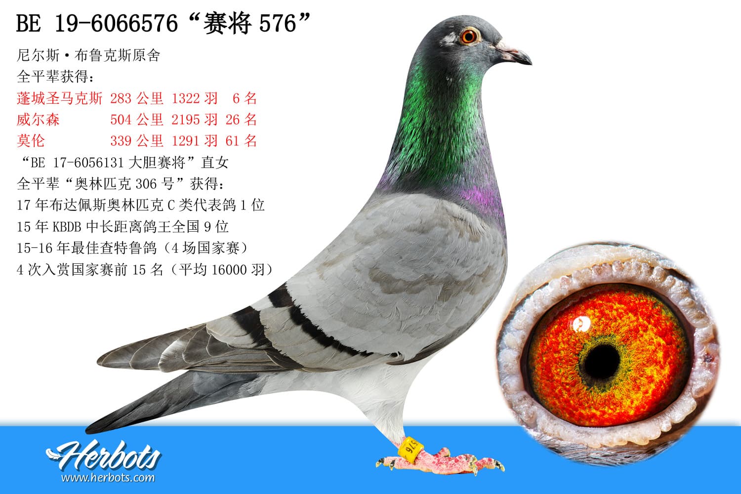 pigeon: undefined