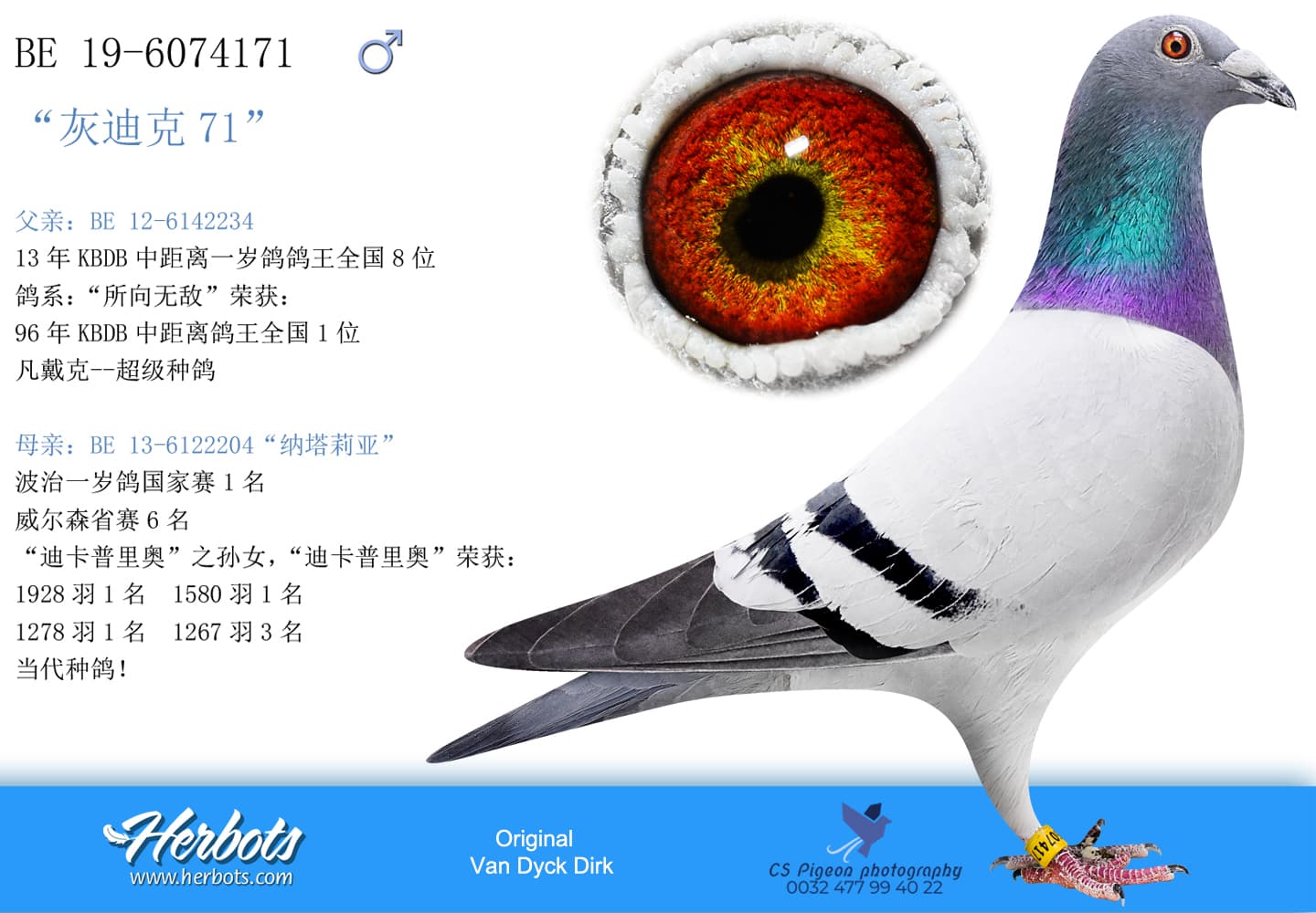 pigeon: undefined
