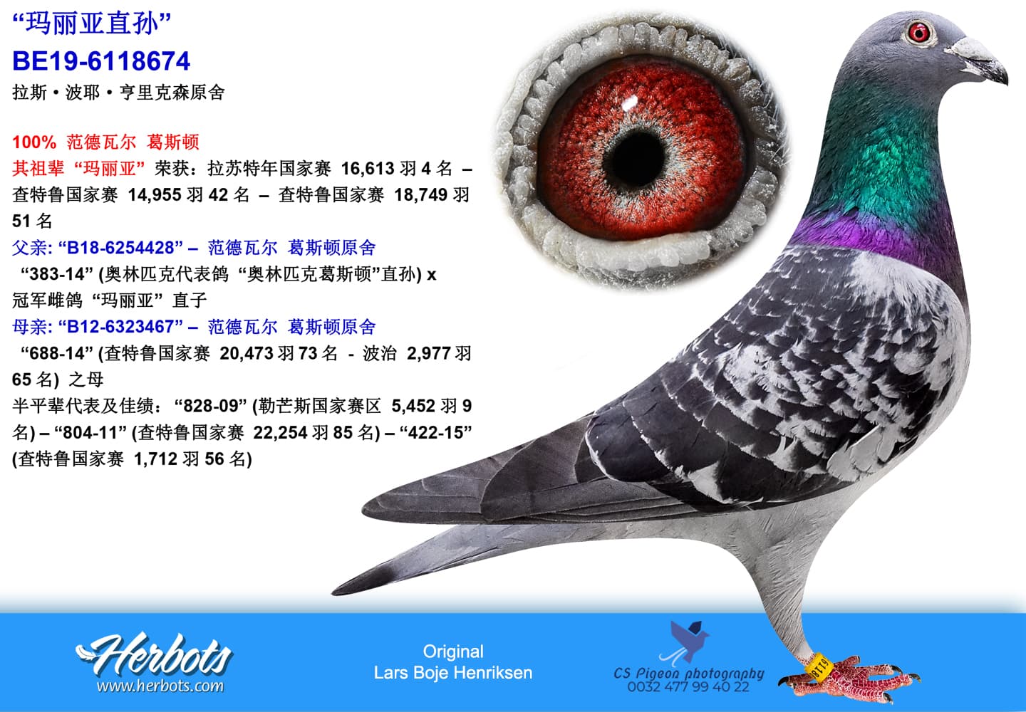 pigeon: “玛丽亚直孙”