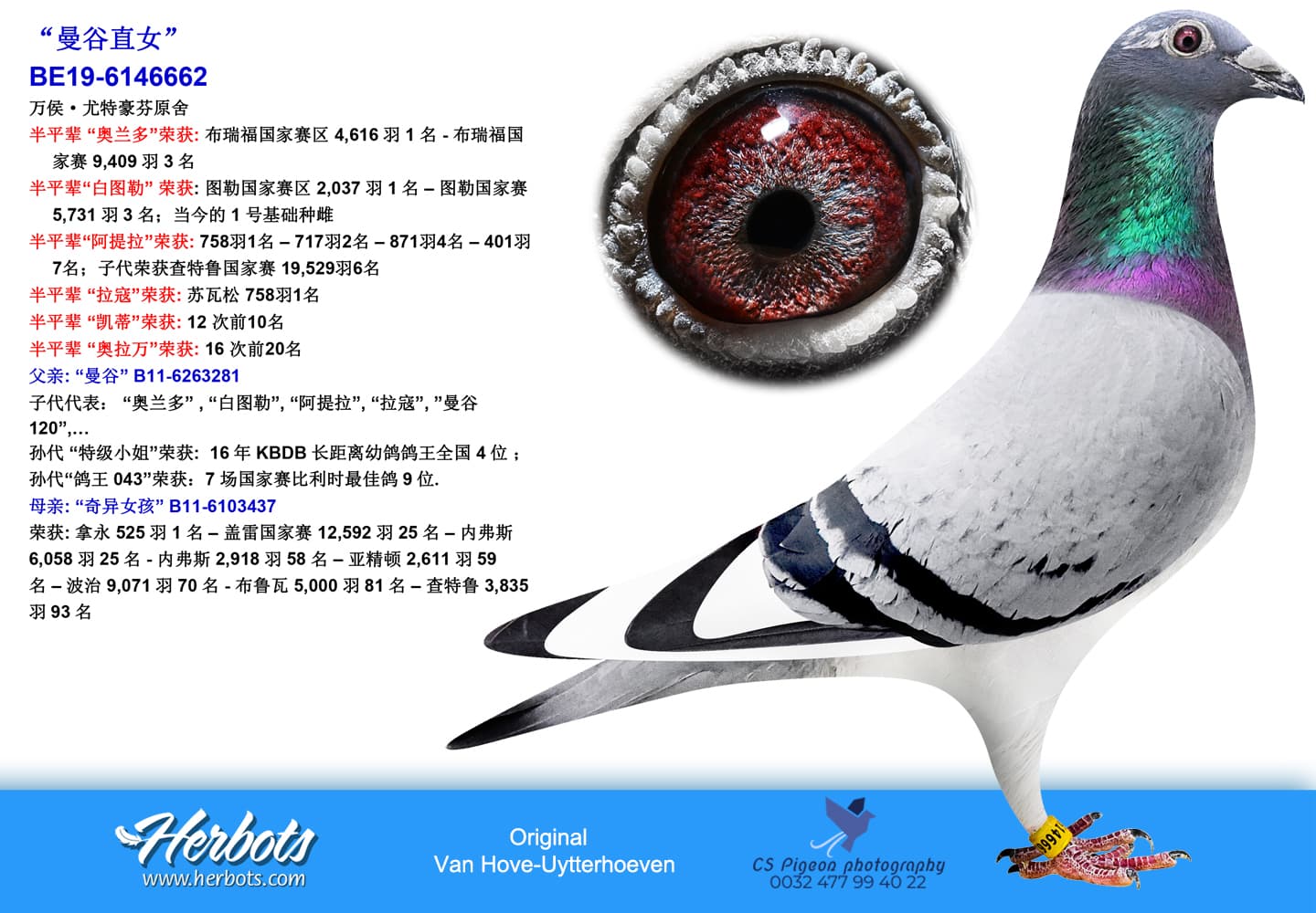 pigeon: undefined