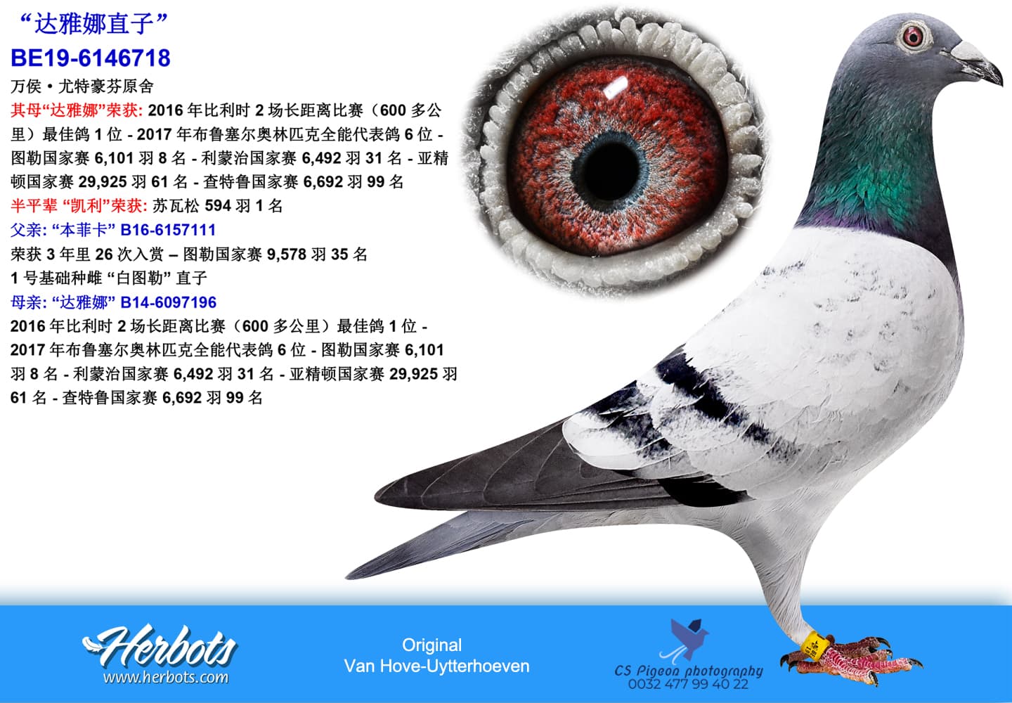 pigeon: undefined