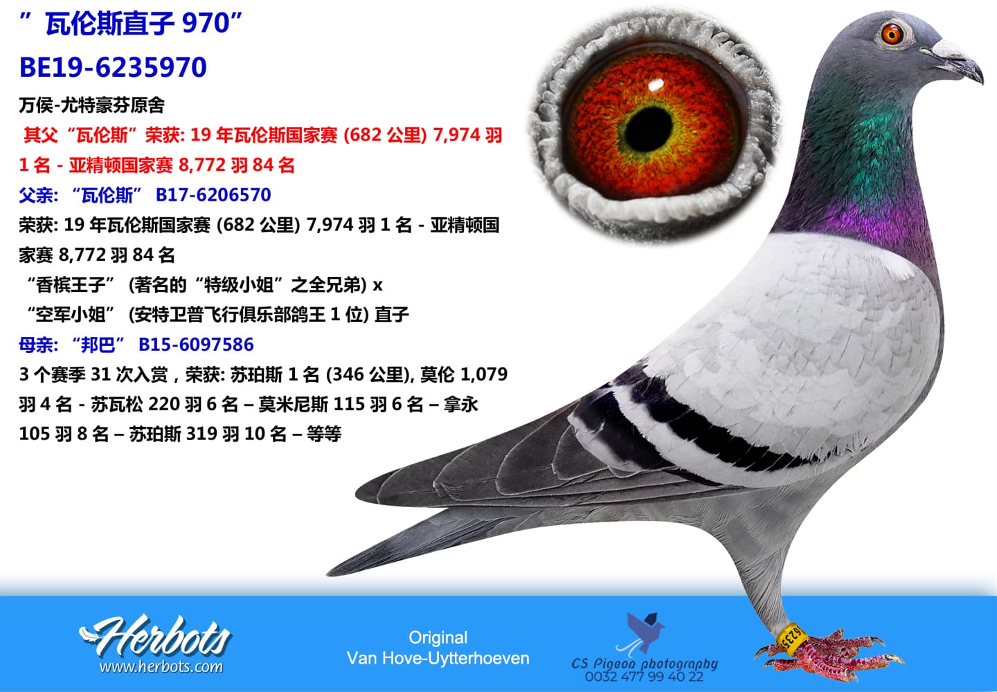 pigeon: ”瓦伦西之子969”