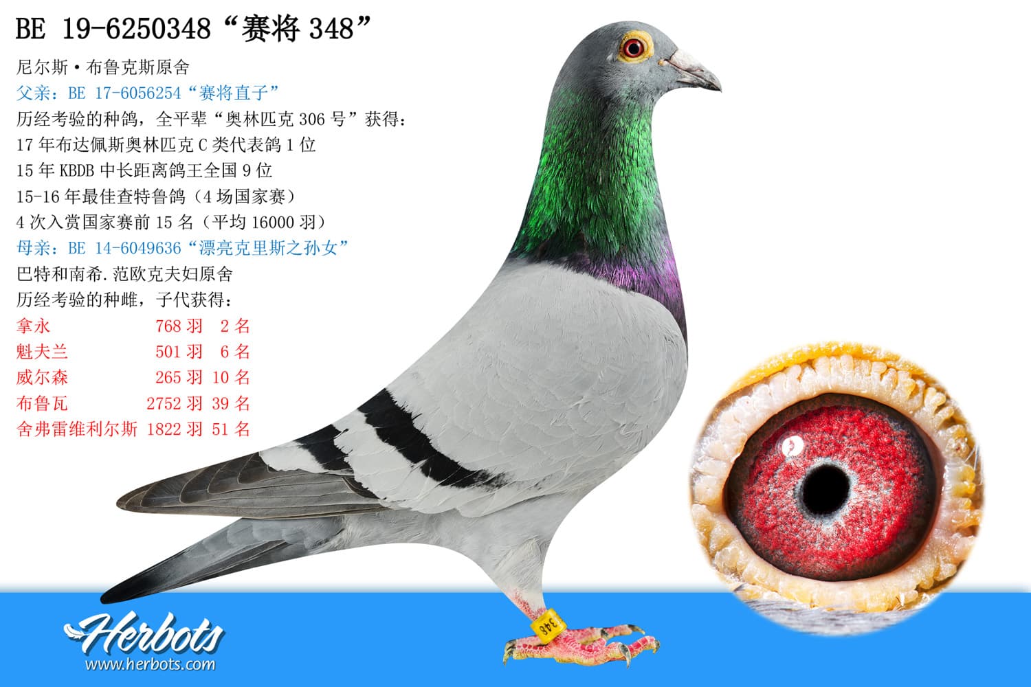 pigeon: undefined