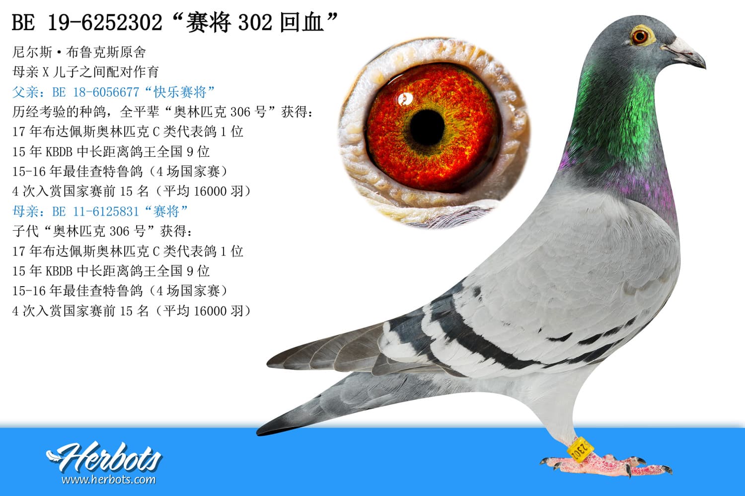 pigeon: undefined