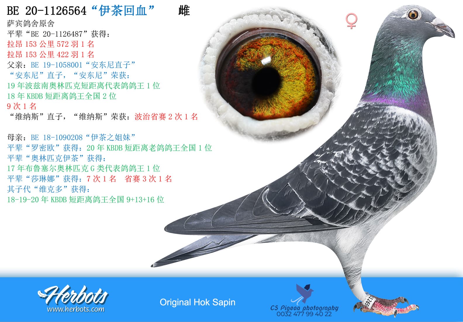 pigeon: undefined
