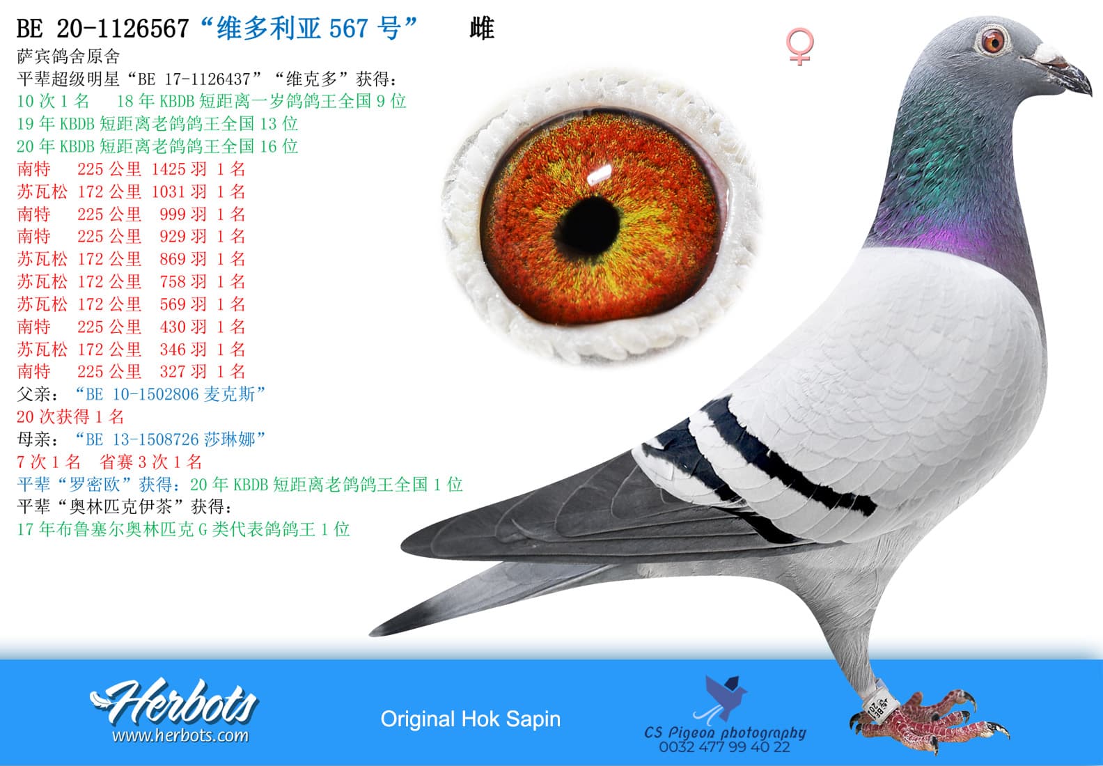 pigeon: “维多利亚567号”