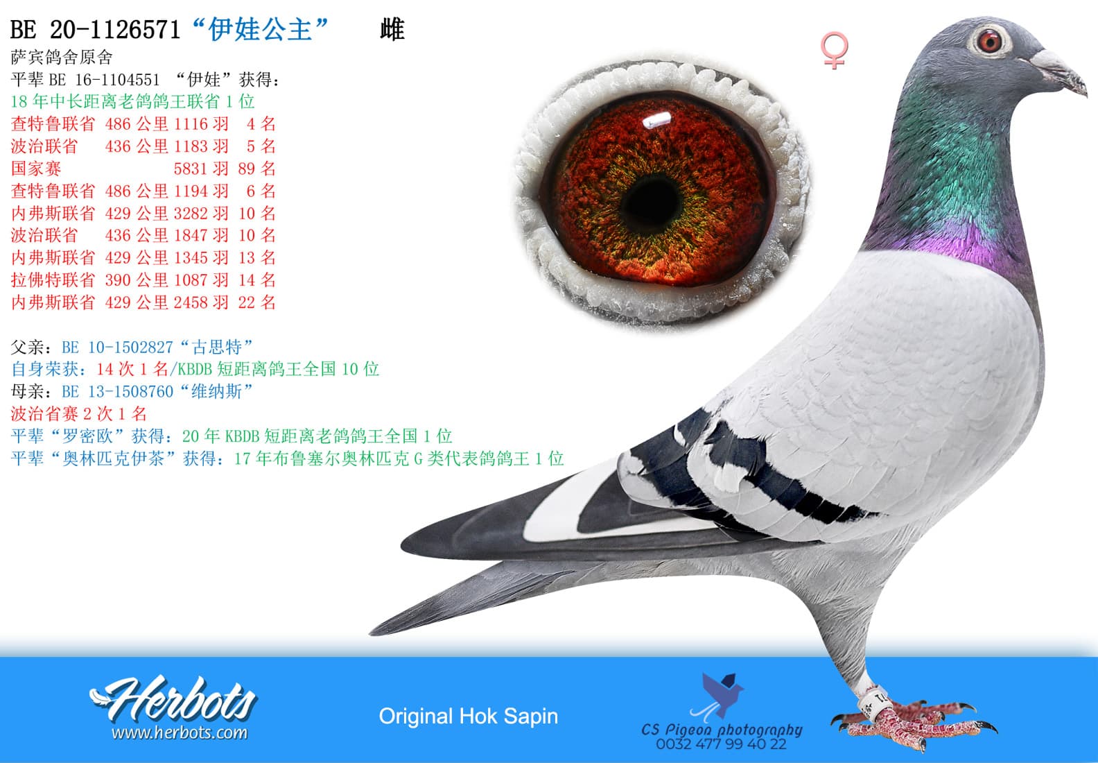 pigeon: “伊娃公主”