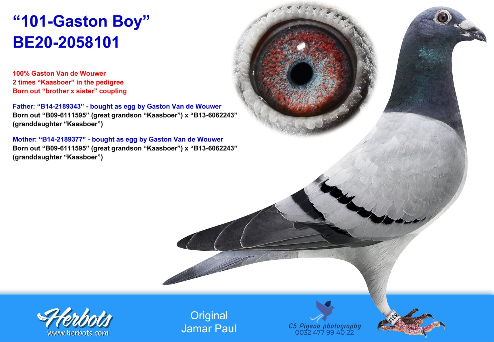 pigeon: undefined