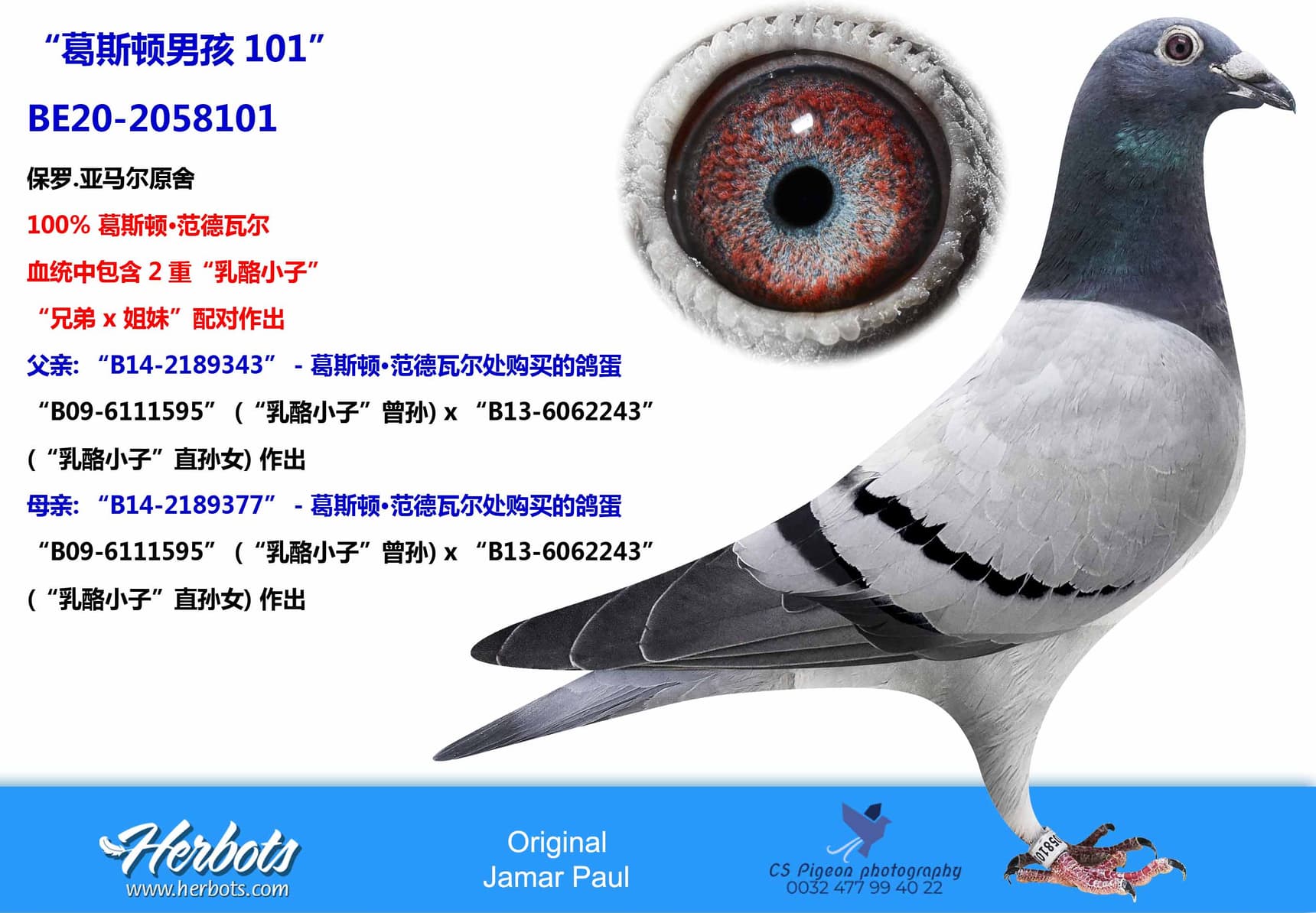 pigeon: undefined