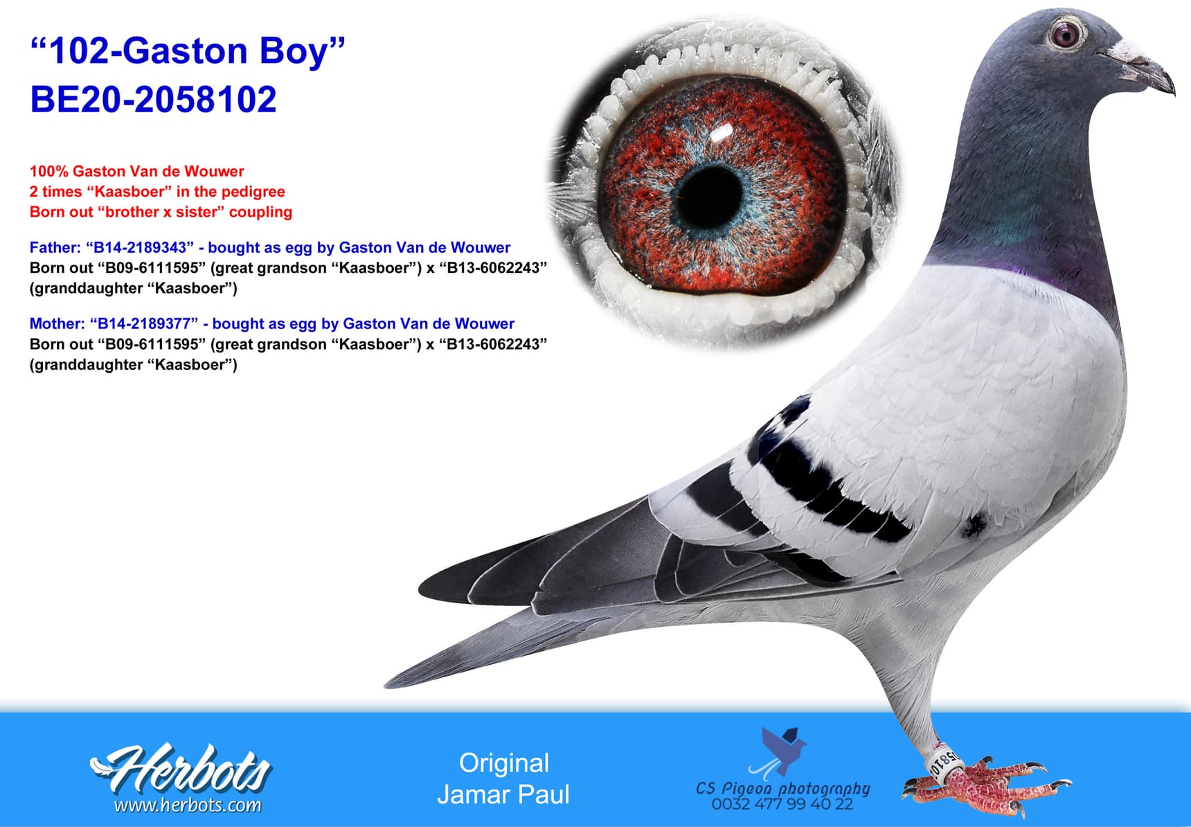 pigeon: undefined