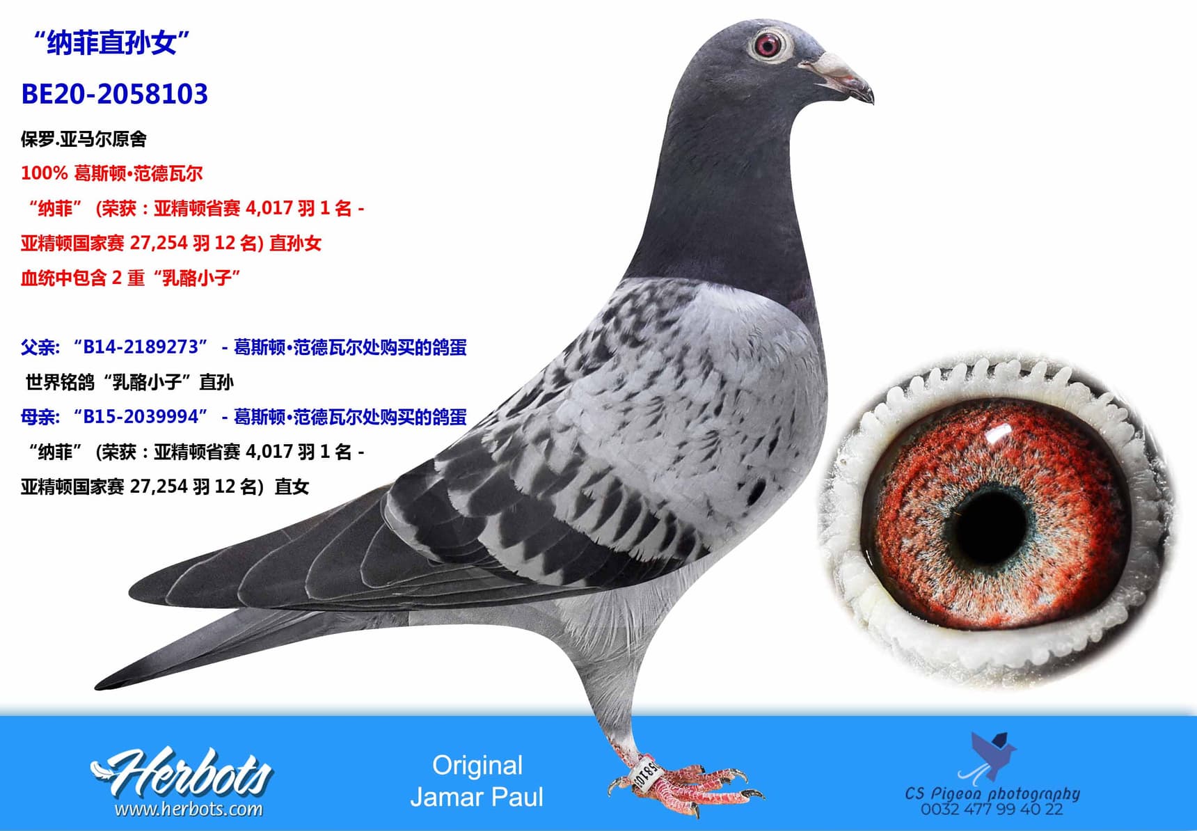 pigeon: undefined