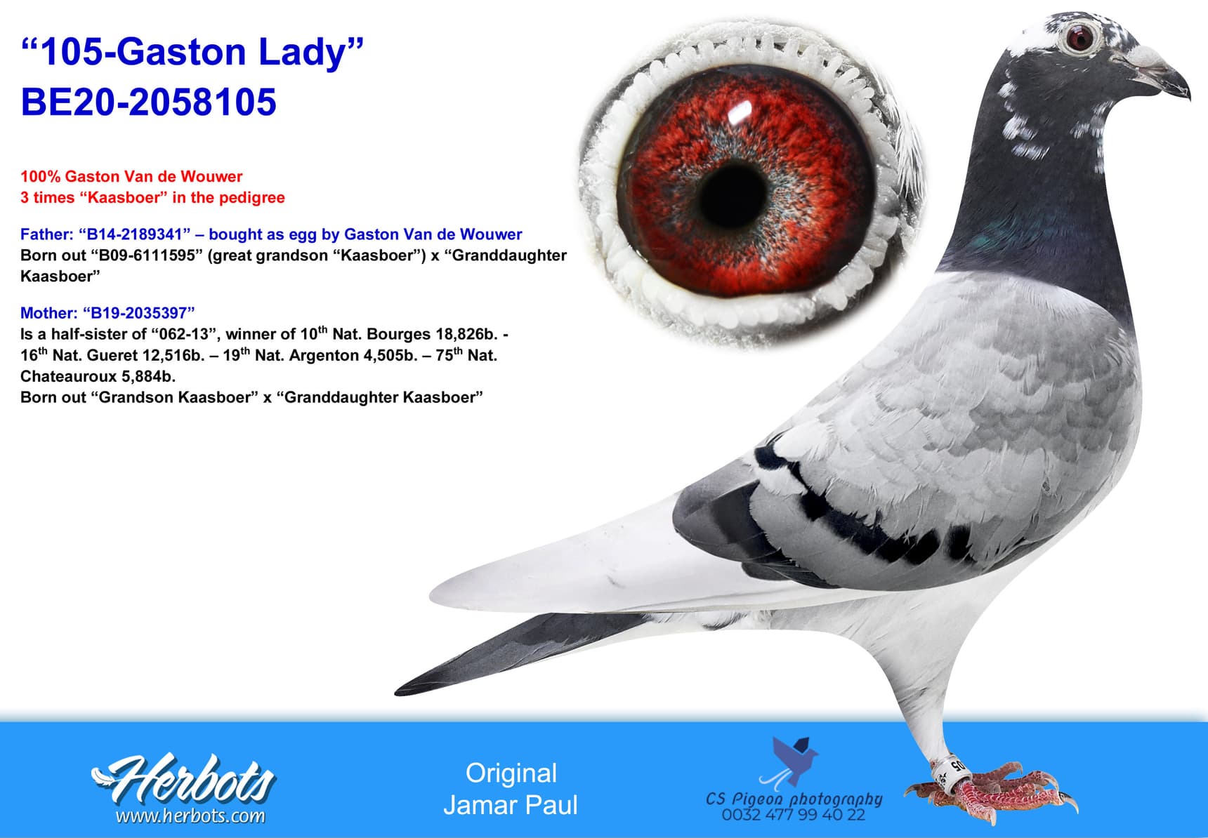 pigeon: undefined
