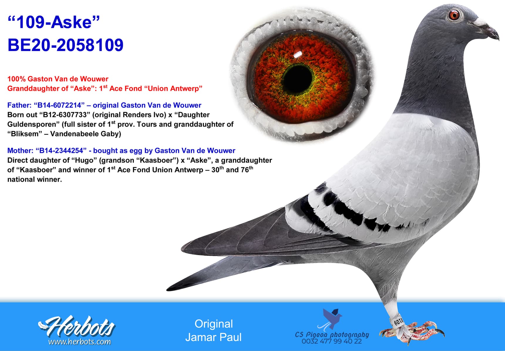 pigeon: undefined