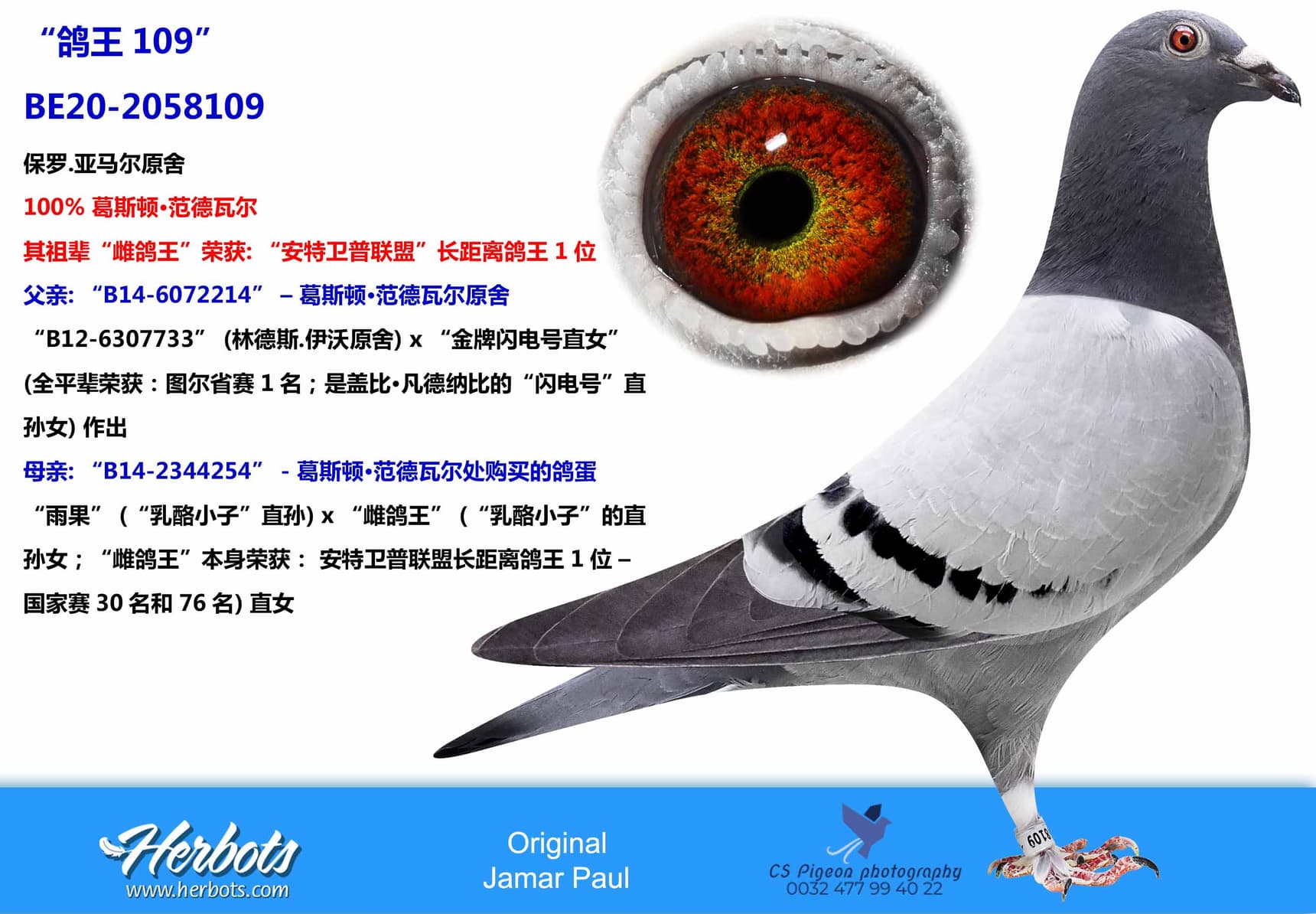 pigeon: undefined