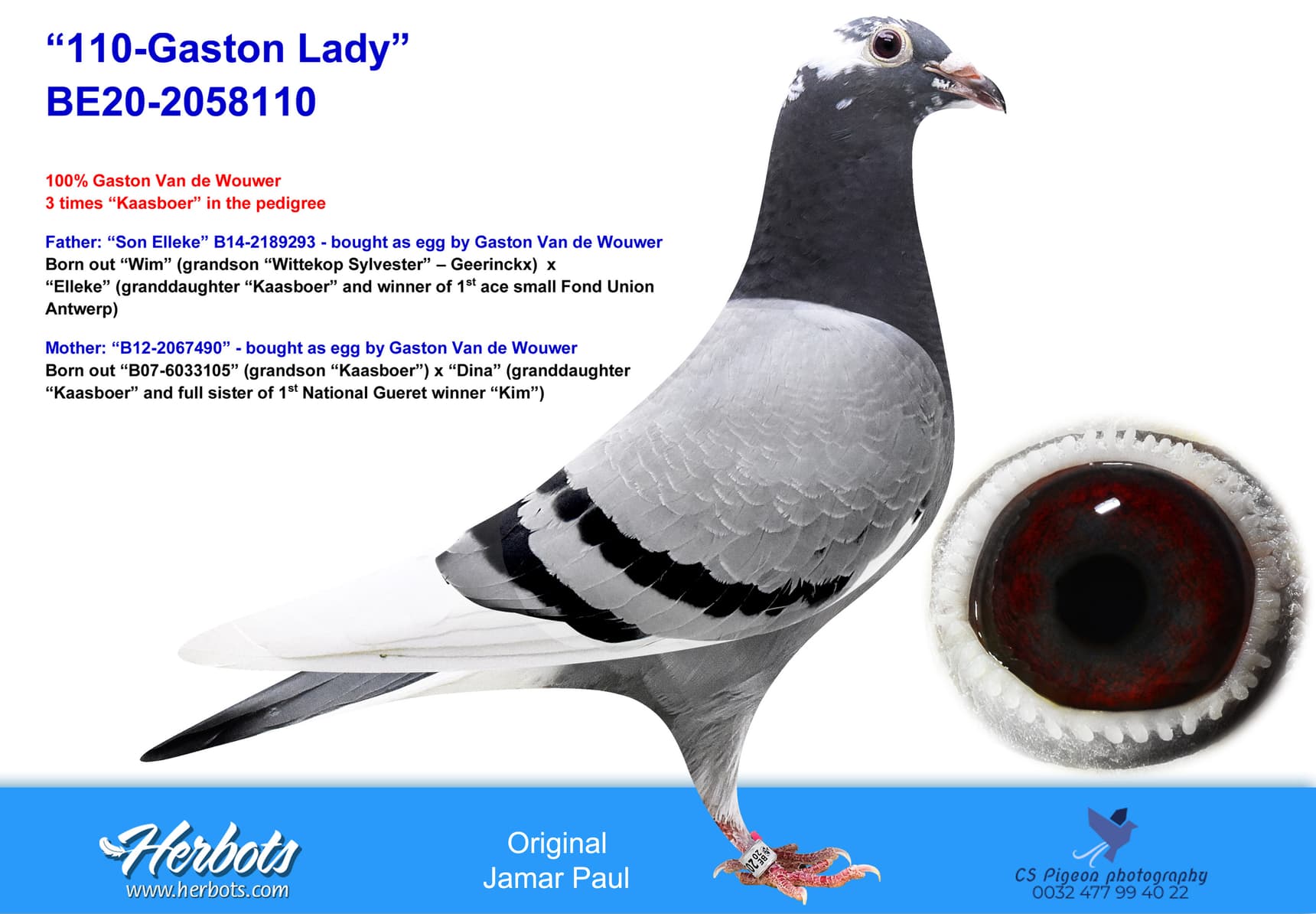 pigeon: undefined