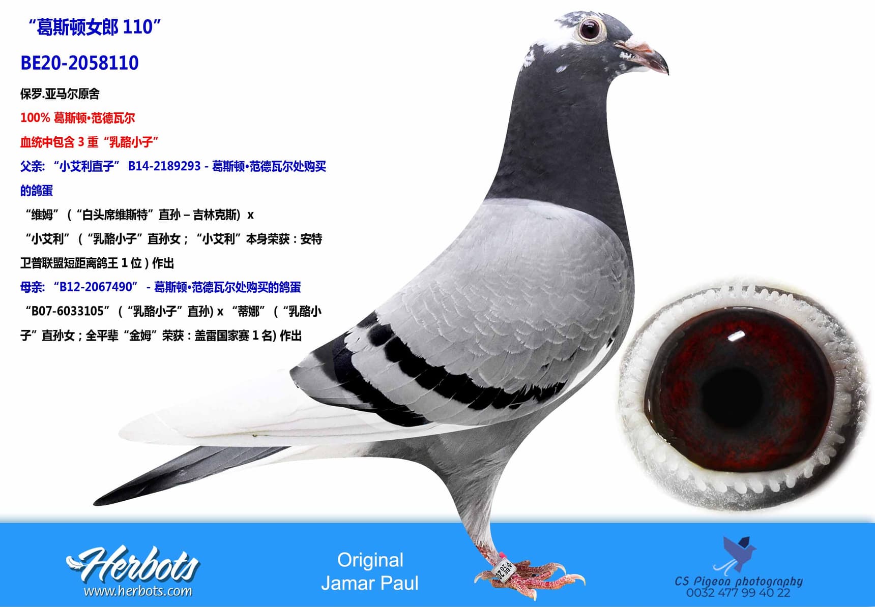 pigeon: undefined