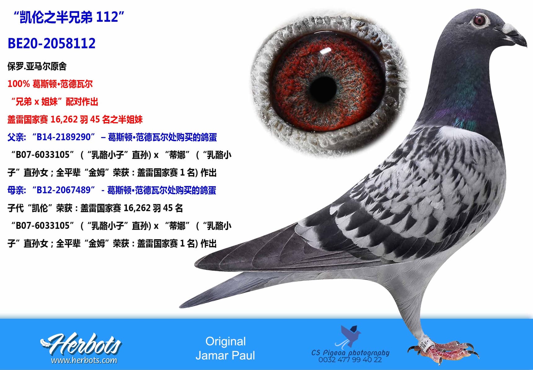 pigeon: undefined