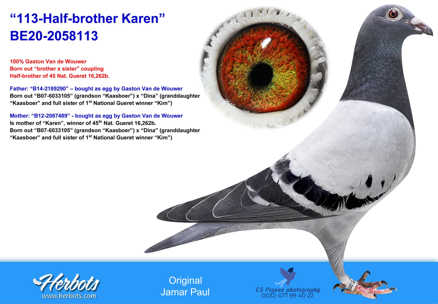 pigeon: “113-Half-brother Karen”